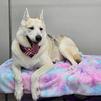 Grooming Hills - Pet Groomers Near Me - Stanton, California