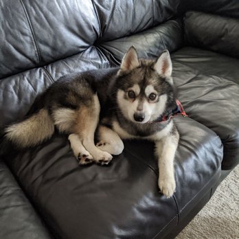 Wild Dog Grooming - Pet Groomers Near Me - Fremont, California Wild Dog Grooming - Pet Groomers Near Me - Fremont, California