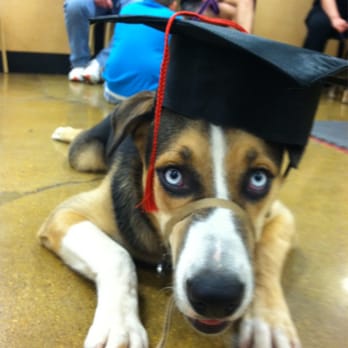 PetSmart - Skyy graduating from puppy school. - Pet Stores Near Me - Las Vegas, Nevada PetSmart - Skyy graduating from puppy school. - Pet Stores Near Me - Las Vegas, Nevada