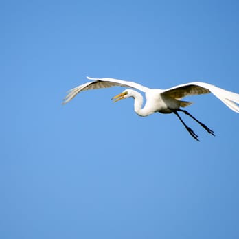 Houston Audubon Society - Public Services & Government Near Me - High Island, Texas
