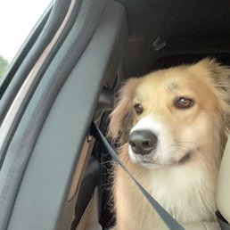 One fluffy clean dog One fluffy clean dog