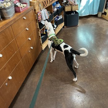 Hip Hound - Mr. Willis, getting his sniff on! - Pet Stores Near Me - Portland, Oregon Hip Hound - Mr. Willis, getting his sniff on! - Pet Stores Near Me - Portland, Oregon