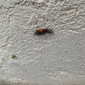Assurance Pest Control - A pair of Boxelder bugs mating. - Pest Control Near Me Assurance Pest Control - A pair of Boxelder bugs mating. - Pest Control Near Me