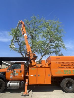 Tree Services - Tree Services Tree Services - Tree Services