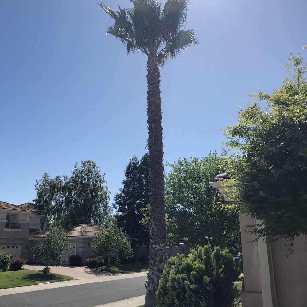 Monticello Tree Service - After - Tree Services Near Me Monticello Tree Service - After - Tree Services Near Me