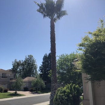 Monticello Tree Service - After - Tree Services Near Me Monticello Tree Service - After - Tree Services Near Me