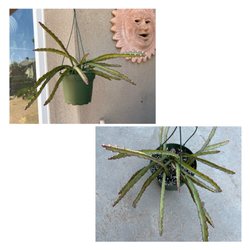 Plant Me Later - Jungle Cactus