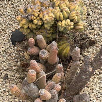 Design & Build Landscapes - Pine cone cactus - Landscaping Near Me - Menlo Park, California Design & Build Landscapes - Pine cone cactus - Landscaping Near Me - Menlo Park, California