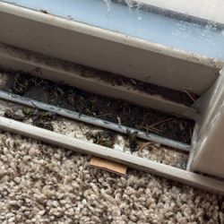 Greenline Pest Solutions