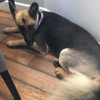 WAGZ - Pet Groomers Near Me - Westchester, California WAGZ - Pet Groomers Near Me - Westchester, California