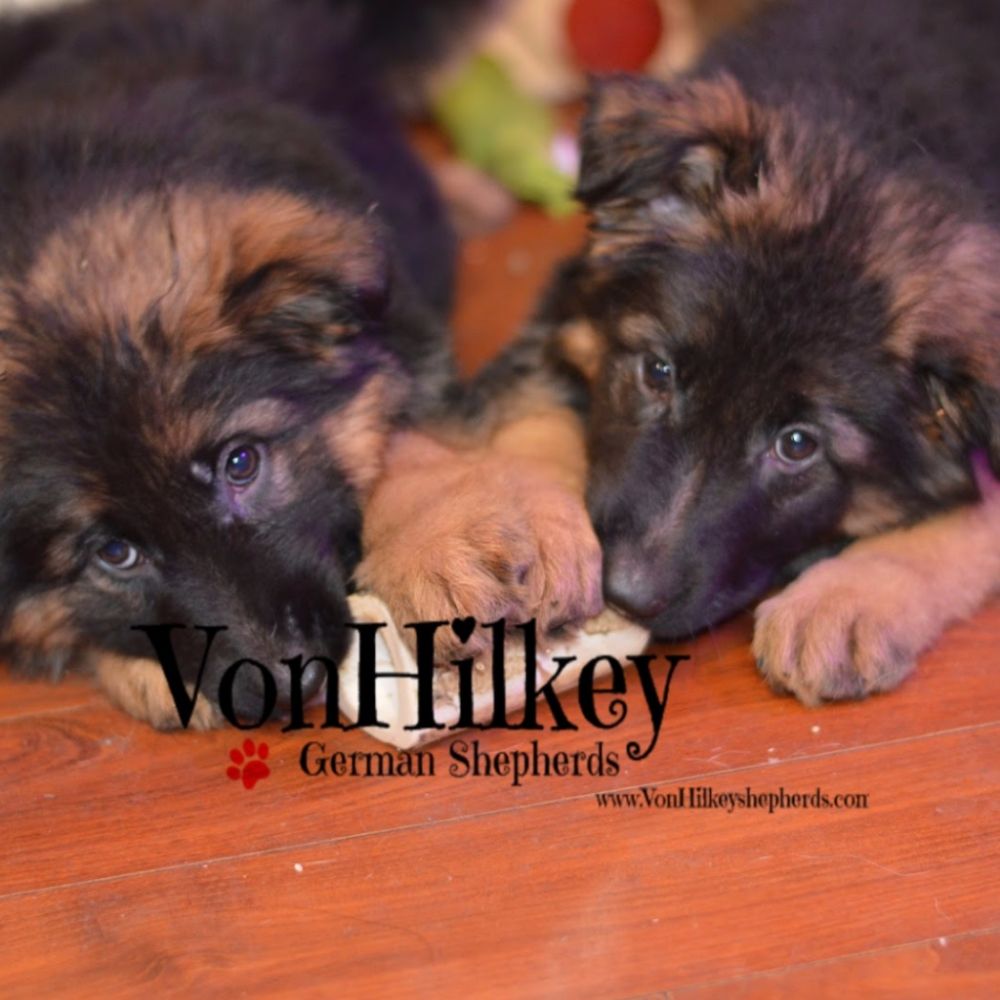 Von Hilkey Shepherds Image