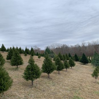 Beavers Christmas Tree Farm - Christmas Trees Near Me - Trafford, Alabama Beavers Christmas Tree Farm - Christmas Trees Near Me - Trafford, Alabama