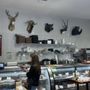 HM Cattle