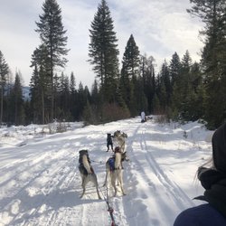 Winter Woods Dog Sled Tours - The dogs pulling the sled.