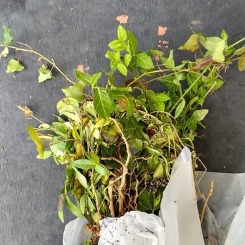 TN Nursery - My grab bag of four different bunches of somethings. Three groups appear to be flowering plants, one ivy. - Nurseries & Gardening Near Me - Altamont, Tennessee TN Nursery - My grab bag of four different bunches of somethings. Three groups appear to be flowering plants, one ivy. - Nurseries & Gardening Near Me - Altamont, Tennessee