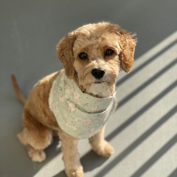 self dog wash long island