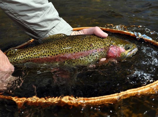 Housatonic River Fly Fishing Map Housatonic River Outfitters 24 Kent Rd Cornwall Bridge, Ct Kayaks - Mapquest