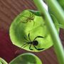 Olivex Pest Control