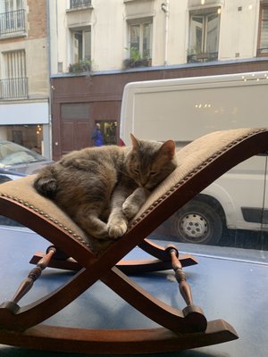 Le Café des Chats by null