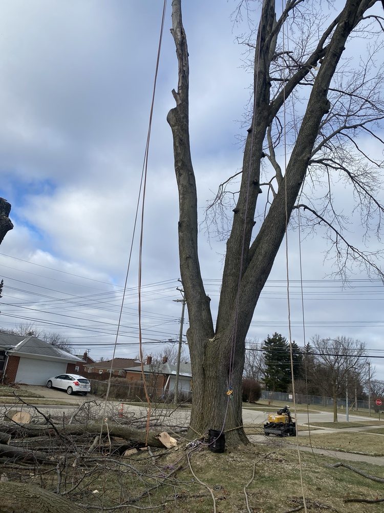 JMAC Lawn and Tree Service - tree service in Commerce Township, MI