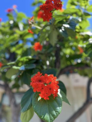 Kings' Shops by null