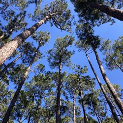 Daffin Park - Trees
