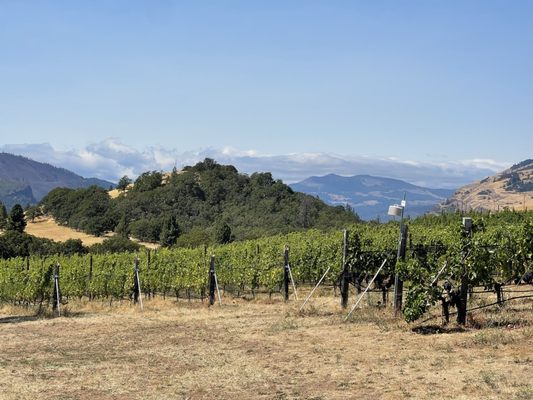 Analemma Wines by null