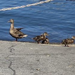 Madulka's Ice Cream - Mama duck and ducklings stopped to say hi