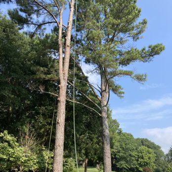 Martínez tree service - Pine tree removal - Tree Services Near Me Martínez tree service - Pine tree removal - Tree Services Near Me