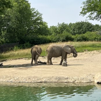 Indianapolis Zoo - Elephants. Love Elephants. - Zoos Near Me - Indianapolis, Indiana Indianapolis Zoo - Elephants. Love Elephants. - Zoos Near Me - Indianapolis, Indiana
