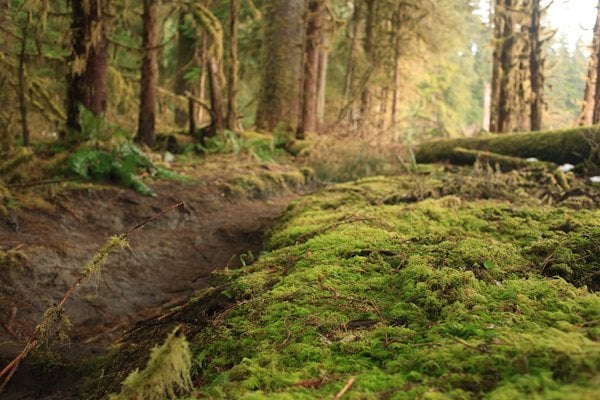 Hoh River Trailhead by null