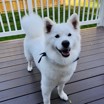 Pretty Paws - Pet Groomers Near Me - Chantilly, Virginia