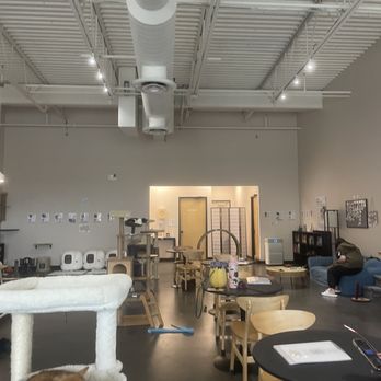 Cat Haven Lounge - Inside - Themed Cafes Near Me - Katy, Texas Cat Haven Lounge - Inside - Themed Cafes Near Me - Katy, Texas