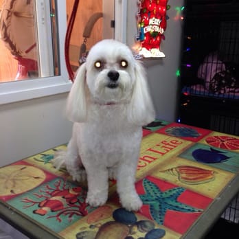 Arr Ruff Ruff Dog Grooming - This is vinny he loves coming to get groom at Arr ruff ruff dog grooming - Pet Groomers Near Me - Henderson, Nevada Arr Ruff Ruff Dog Grooming - This is vinny he loves coming to get groom at Arr ruff ruff dog grooming - Pet Groomers Near Me - Henderson, Nevada