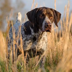 Dog Years Training and Boarding Center - German Shorthaired Pointer