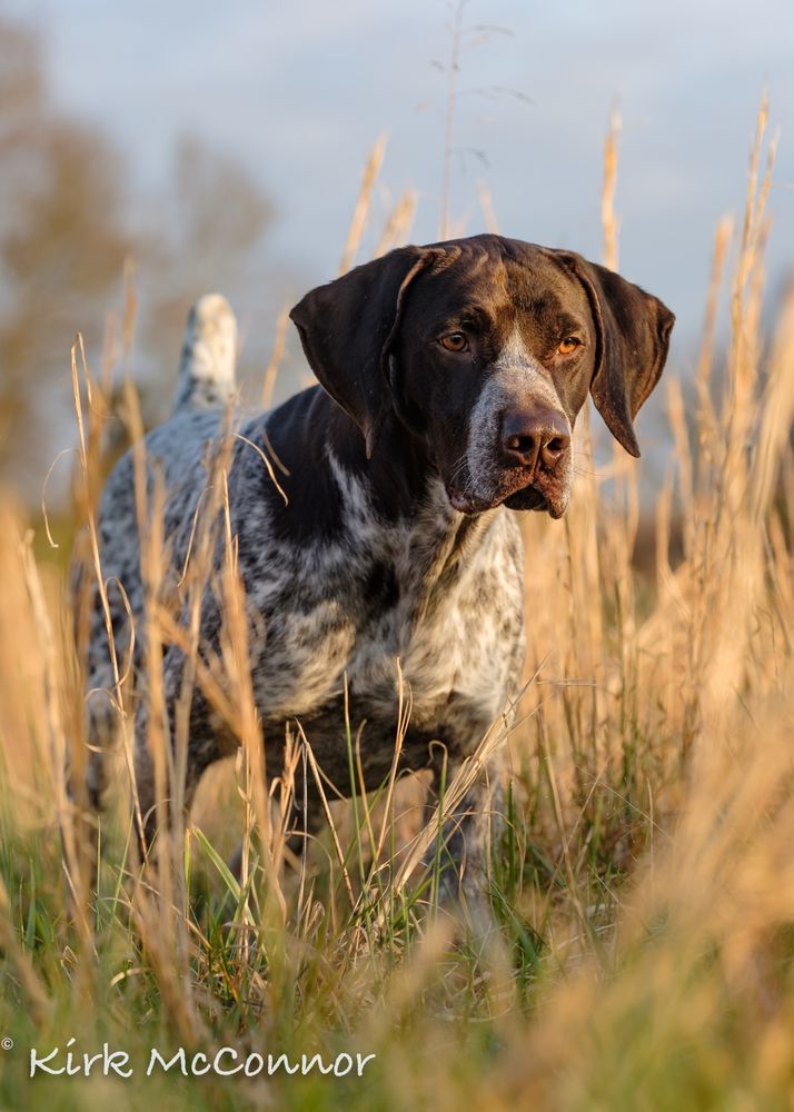 Dog Years Training and Boarding Center - pet boarding facility in Swansea, SC