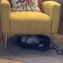 Cute pup Benji snoozes under a chair. Cute pup Benji snoozes under a chair.