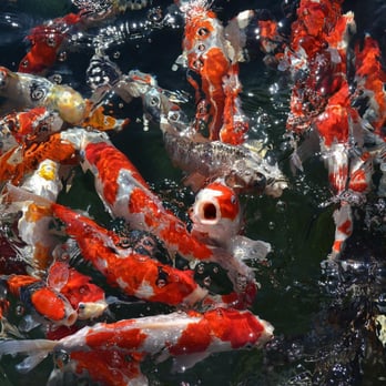 East Bay Koi - Fish = Food - Local Fish Stores Near Me - Oakland, California East Bay Koi - Fish = Food - Local Fish Stores Near Me - Oakland, California