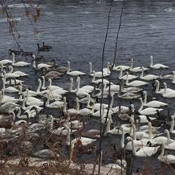swan Park