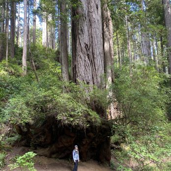 Prairie Creek Redwoods State Park - Parks Near Me - Orick, California Prairie Creek Redwoods State Park - Parks Near Me - Orick, California