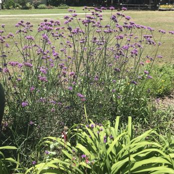 Lavender Ridge Farms - I wish I knew what these are, I want some. - Nurseries & Gardening Near Me - Gainesville, Texas Lavender Ridge Farms - I wish I knew what these are, I want some. - Nurseries & Gardening Near Me - Gainesville, Texas