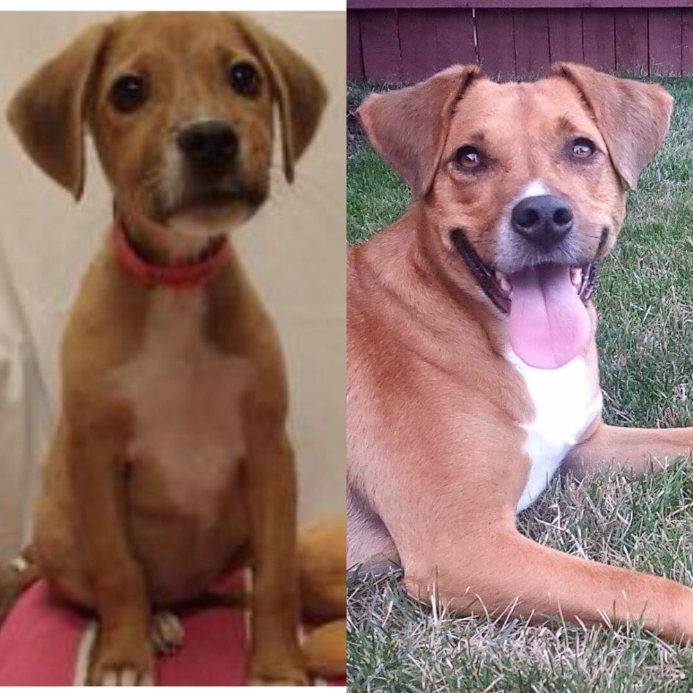 Wisconsin Humane Society - Left: Wilma on her adoption link at WHS Right: Wilma today - Animal Shelters Near Me - Milwaukee, Wisconsin Wisconsin Humane Society - Left: Wilma on her adoption link at WHS Right: Wilma today - Animal Shelters Near Me - Milwaukee, Wisconsin