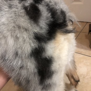 Mobile Doggie Den Grooming - I mean look at the tail! Horrible! - Pet Groomers Near Me - Albuquerque, New Mexico