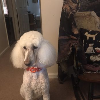 Sweet Paws Grooming and Boarding - Pet Training Near Me - Clay, New York Sweet Paws Grooming and Boarding - Pet Training Near Me - Clay, New York