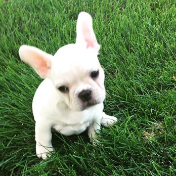 Karen's Puppies - Pet Adoption Near Me