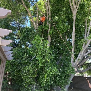 Vega's Tree Service - Tree service done by Vega Tree Services - Tree Services Near Me Vega's Tree Service - Tree service done by Vega Tree Services - Tree Services Near Me