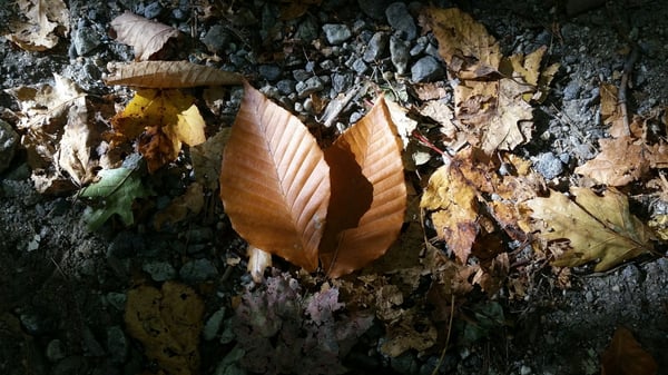 Bradbury Mountain State Park by null