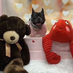 Camp Bow Wow Nashville - Valentine's Day photo shoot