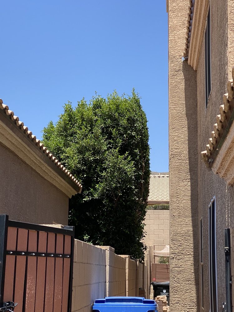 American Tree & Landscape - tree service in phoenix, AZ