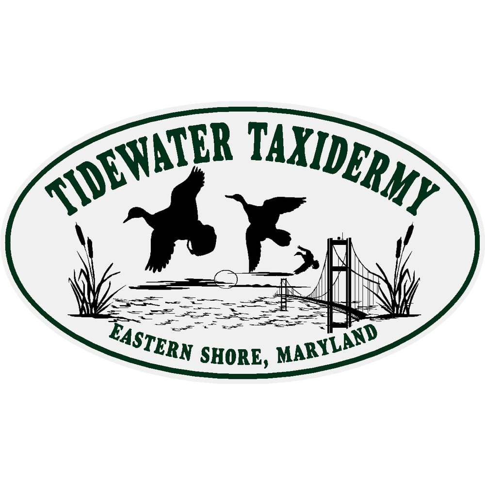 Tidewater Taxidermy - taxidermy in Marydel, MD